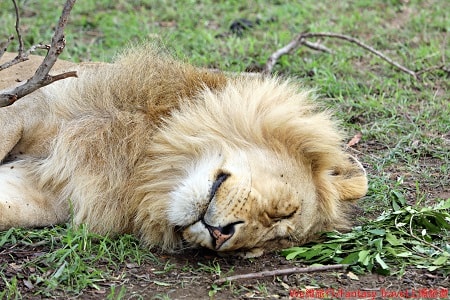 JAMBO 肯亞遊獵8日